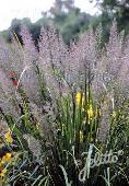 Calamagrostis epigejos